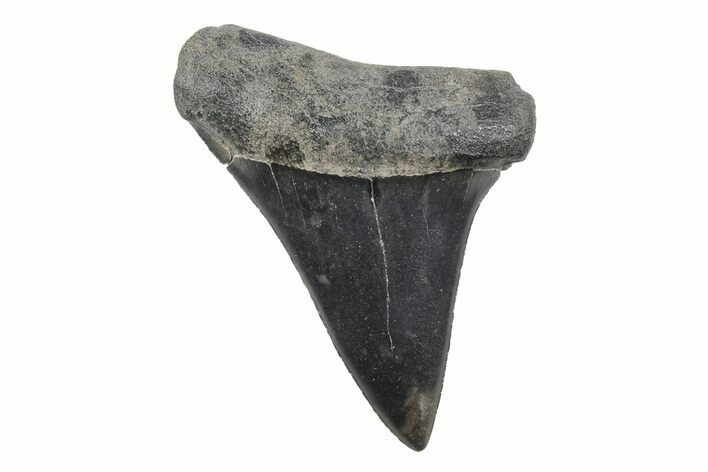 Fossil Broad-Toothed Mako Tooth - South Carolina #214520